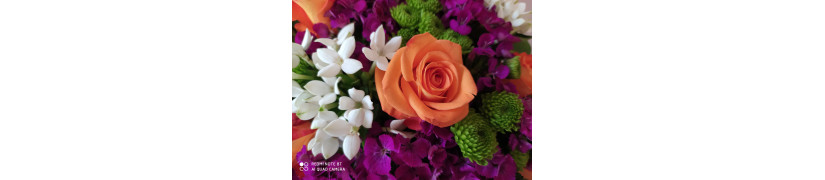 Fleurs Fraîches du Jour | Bouquets de Saison & Compositions Artisanales